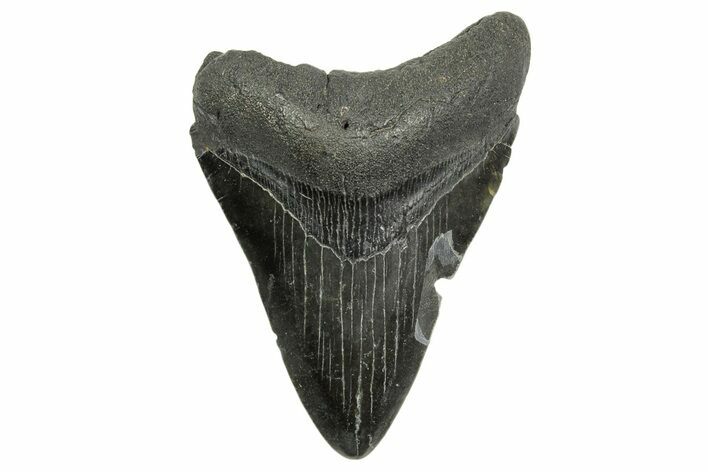 Fossil Megalodon Tooth - South Carolina #368400